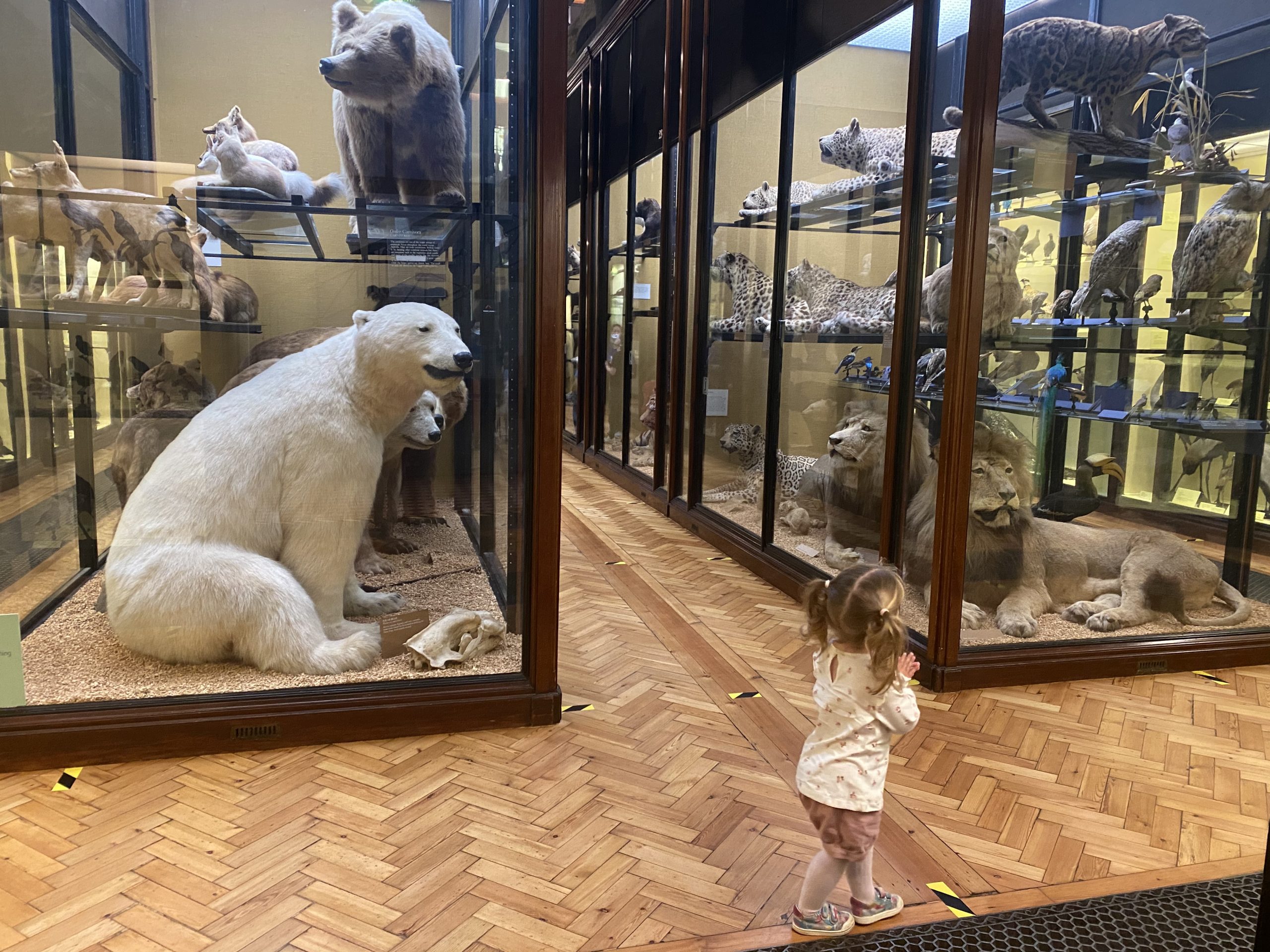 Natural History Museum at Tring - Baby in Bucks